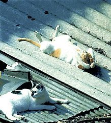 Gatti (314)